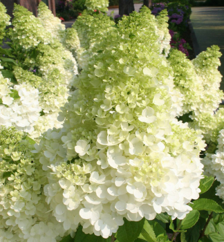 Hortenzia metlinat� �MAGICAL MOONLIGHT�� 40-50 cm, kont. 4 l