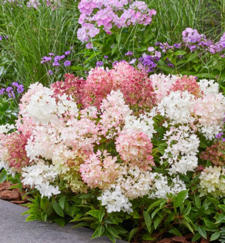 Hortenzia metlinat� �GROUNDBREAKER� BLUSH� 20-30 cm, kont. 3 l