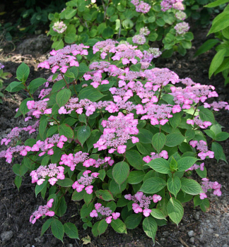 Hortenzia p�lkat� �AVELROZ� 20-30 cm, kont. 2,5 l