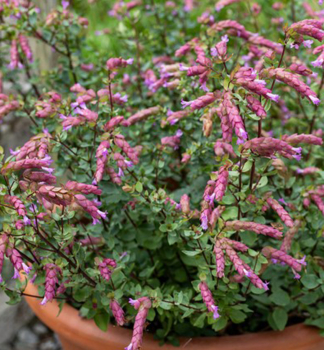 Oregano �BRISTOL CROSS� kont. 1 l