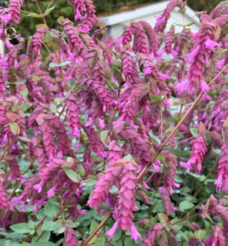 Oregano �BRISTOL CROSS� kont. 1 l