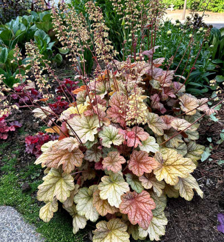 Heuchera hybridn� �CHANGELING� kont. 0,5 l