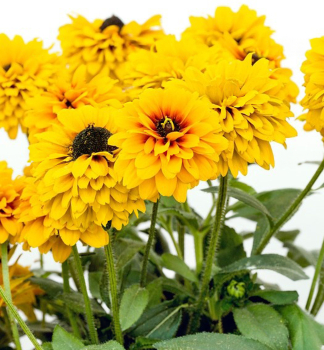 Rudbekia �SUNBECKIA�NOA�, kont. 0,5 l