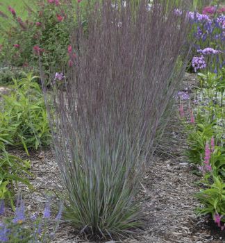 Schizachyrium �BLUE PARADISE�, kont. 1 l