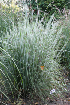 Schizachyrium �HA HA TONKA�, kont. 0,5 l