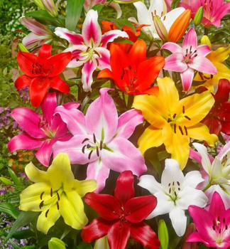 �alia �PICKING GARDEN MIX� 2 ks v balen�