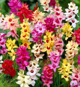 Ixia (Corn Lily) �MIXED� 10 ks v balen�