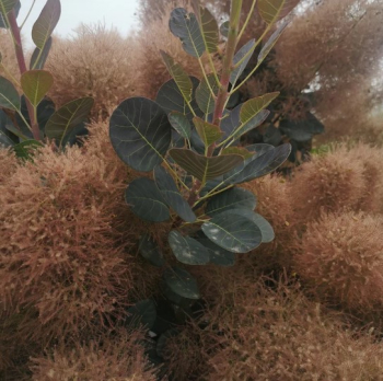 Obr�zok (3)