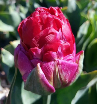 Tulip�n �ICE CREAM STRAWBERRY� 3 ks v balen�