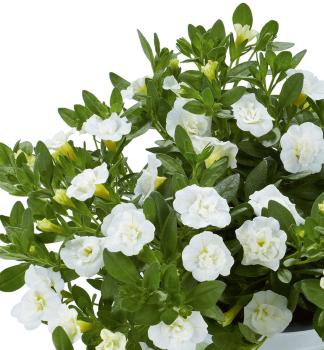 Minipet�nia previsnut� �PORTUCAL� DOUBLE WHITE�, kont. 0,5 l