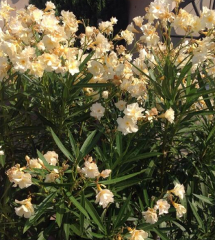Oleander žltý ´GIALLO´, 50-60 cm, kont. 4 l
