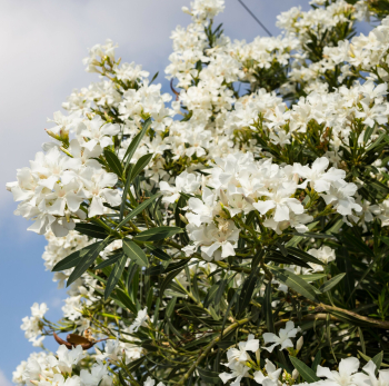 Oleander biely ´BIANCO SEMPLICE´ 60-70 cm, kont. 4 l