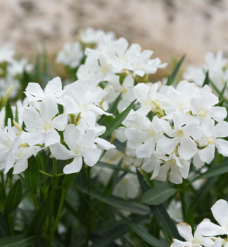 Oleander biely BIANCO SEMPLICE 70-80 cm, kont. 3 l