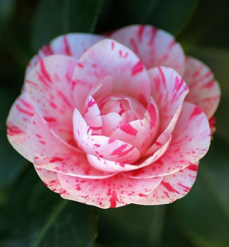 Kamlia japonsk WILLIAM BARLETT 50-60 cm, kont. 2,5 l