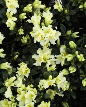 Rododendron ´GOLDEN WONDER´ 15-20 cm, kont. 2,5 l 