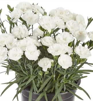 Klin�ek z�hradn� �SWEET PLEASURE�L WHITE� kont. 0,5 l