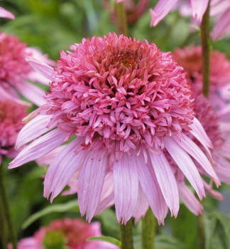 Echinacea purpurov� �PAPALLO� SEMI DOUBLE PINK�, kont. 1 l