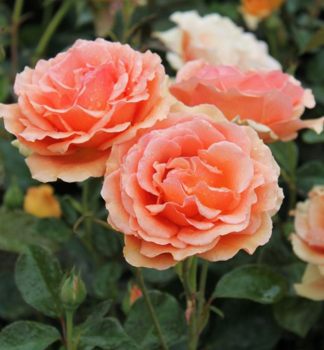 Rua vekokvet krkov ASHRAM ** Tantau, kont. 2 l