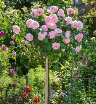 Ruža stromčeková ´GARTENTRÄUME´ na kmienku 90 cm, kont. 4 l