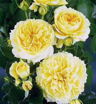 Ruža mnohokvetá kríková ´CHINA GIRL´ *** Tantau,  kont. 6 l