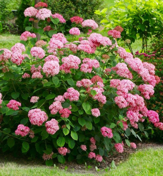 Hortenzia strom�ekovit� �PINK PERCUSSION� 40-50 cm, kont. 2,5 l