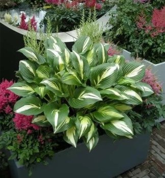 Hosta AMERICAN SWEETHEART kont. 1 l