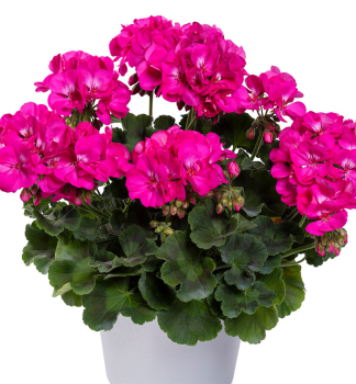Pelarg�nia hybridn� �TWO IN ONE VIOLET�, kont. 0,5 l