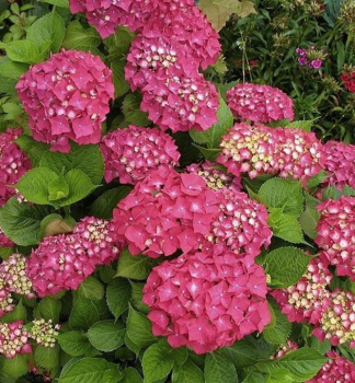 Hortenzia kalinolist ROTKEHLCHEN 10-15 cm, kont. 1,4 l