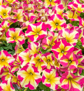 Pet�nia vzpriamen� �CRAZYTUNIA� PINK FLAMINGO�, kont. 0,5 l