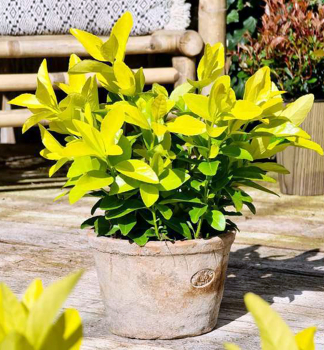 Br�len japonsk� �EL DORADO� 20-30 cm, kont. 3 l