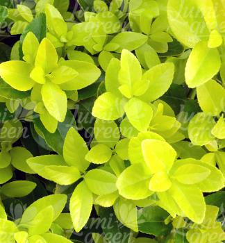Obr�zok (4)