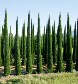 Cyprus v�dyzelen� �PYRAMIDALIS� 100-120 cm, kont. 10 l