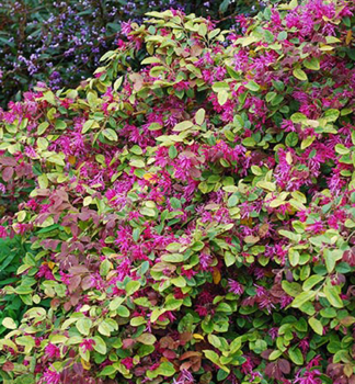 Loropetalum ��nske �DAYBREAK�S FLAME� 30-40 cm, kont. 2,5 l