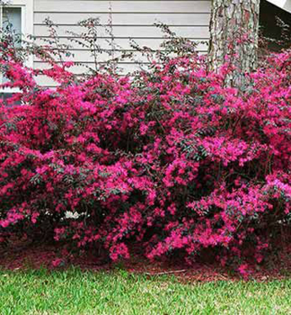 Loropetalum ��nske �FIRE DANCE� 30-40 cm, kont. 2,5 l