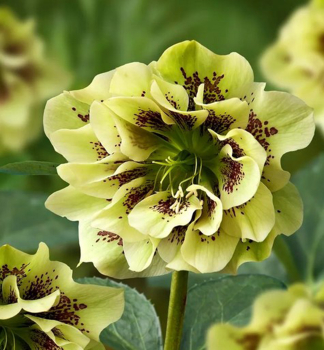 �emerica v�chodn� �DOUBLE ELLEN YELLOW SPOTTED��, kont. 1 l