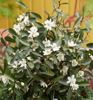 Magn�lia v�dyzelen� �VANILLA PEARLS�� 60-70 cm, kont. 3 l