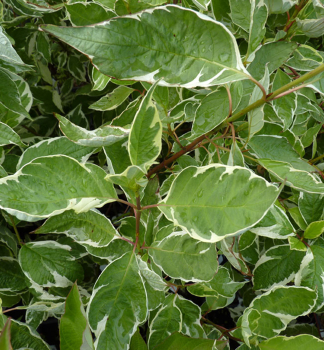 Drie� biely �ARGENTEOMARGINATA� 100-110 cm, kont. 1,5 l