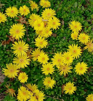 Delosperma WOW �GOLDEN WONDER�� kont. 1 l