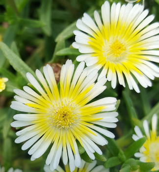 Delosperma WOW �LIMONCELLO�� kont. 0,5 l