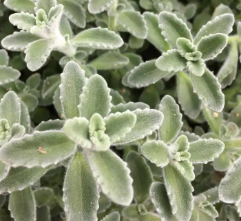 N�dchovn�k citr�nov� �MALIBU�, kont. 1 l