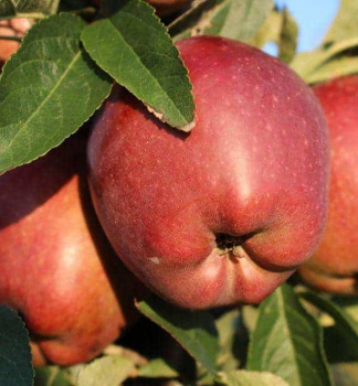 Zakrslá jabloň ´STARK DELICIOUS´ 120-160 cm, kont. 11 l