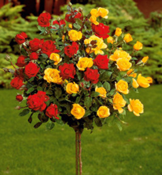 Ruža stromčeková ´LANDORA+LIDKA´ na kmienku 110 cm, kont. 5 l