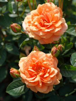 Ruža stromčeková ´SKYLINE´* na kmienku 100 cm, kont.  5 l