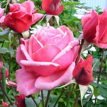 Ruža stromčeková ´BEL ANGE´ na kmienku 100 cm, kont. 5 l