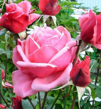 Ru�a strom�ekov� �BEL ANGE�** na kmienku 90 cm, kont. 7,5 l