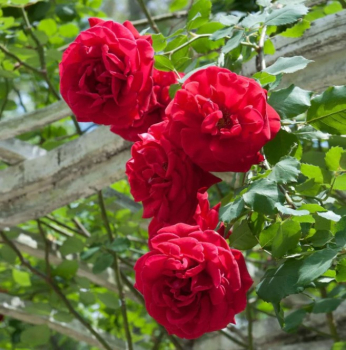 Ruža popínavá ´DON JUAN´ 60-70 cm, kont. 3 l