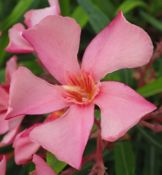 Oleander lososov� �SALMON� 40-50 cm, kont. 3 l