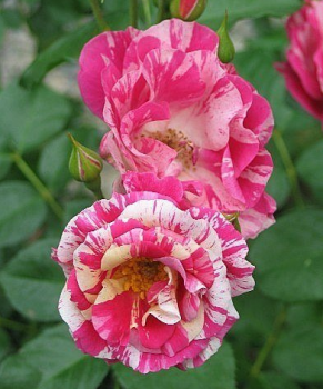 Ruža popínavá ´CONCERT´ **60-70 cm, kont. 3 l, remontantná