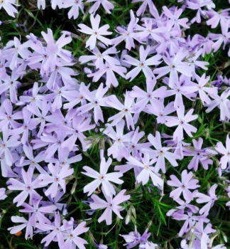 Flox �idlolist� �G.F. WILSON� kont. 0,5 l