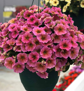 Minipet�nia vzpriamen� �BEAUTICAL� SUNRAY PINK�, kont. 0,5 l